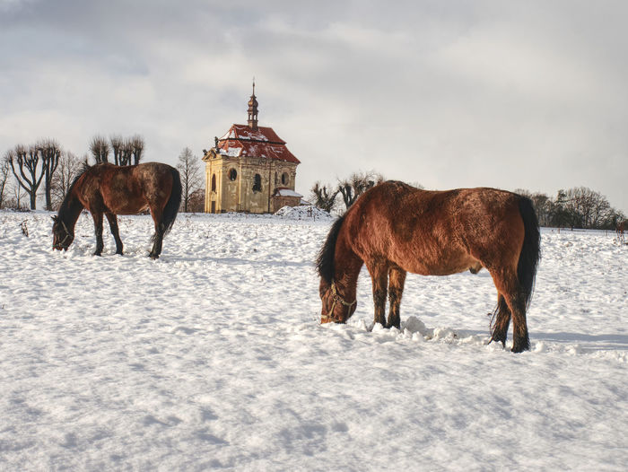 Horse on snowy meadow in sunny winter day. old church or chapel on hill in background.