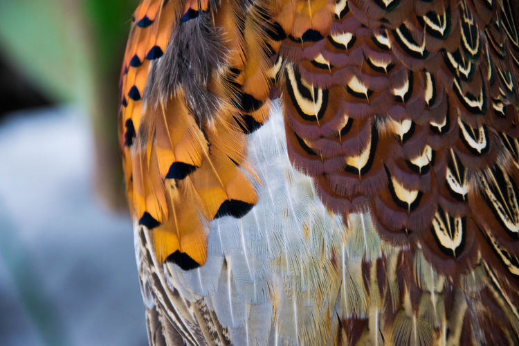 Pheasant feathers
