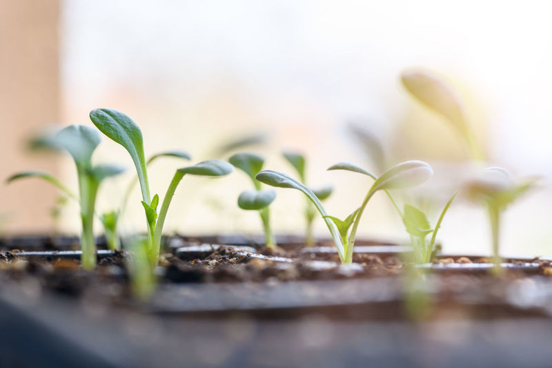 Young dahlia seedlings growing in a propagation tray. spring gardening background.