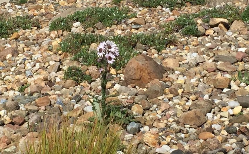 Close-up of flowers growing in field