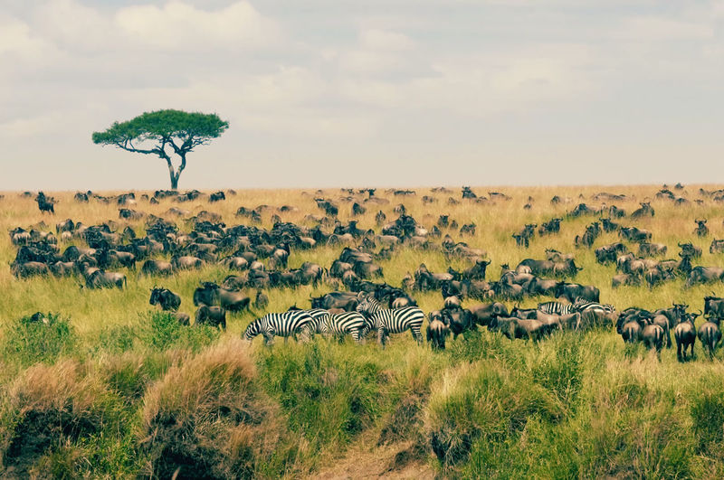 View of animals on field against sky