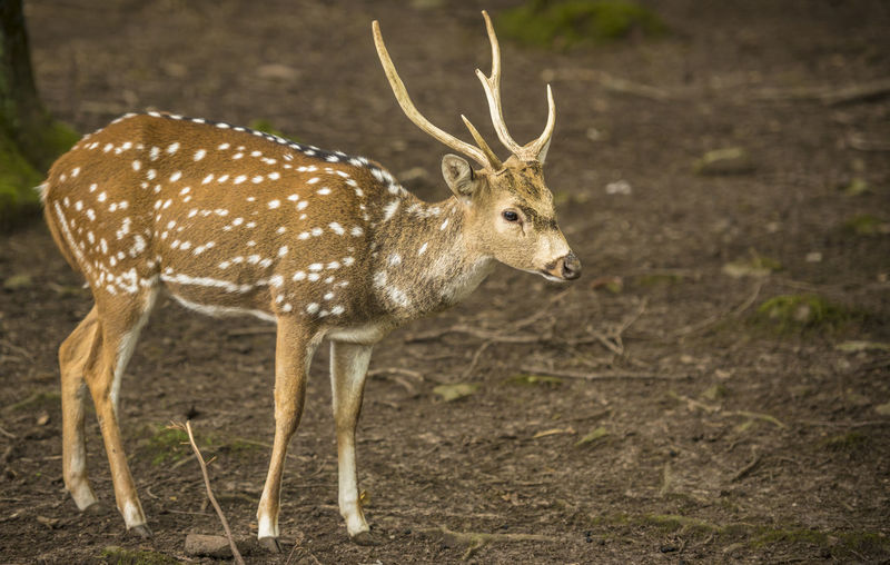 Axis deer in forest