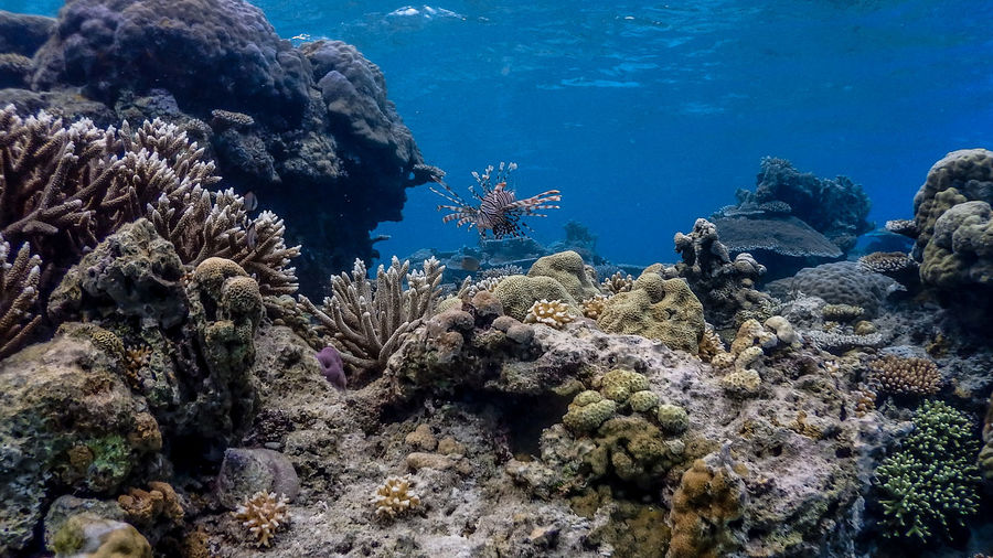 Red lionfish at apo reef coral garden