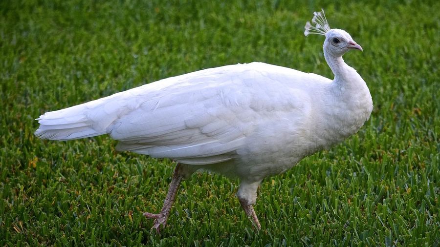 Side view of white peacock walking on grass