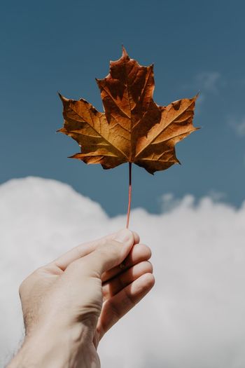 Close-up of person holding maple leaf against sky 