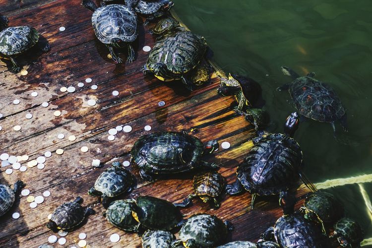 Close-up high angle view of turtles