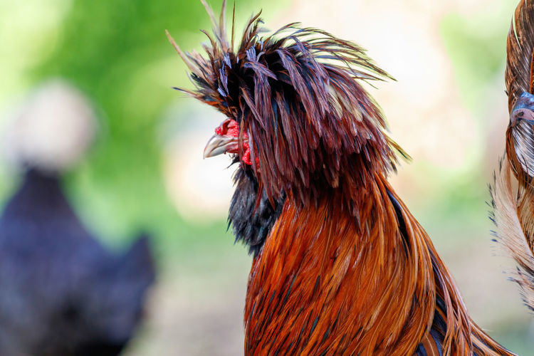 Close-up of rooster against blurred background