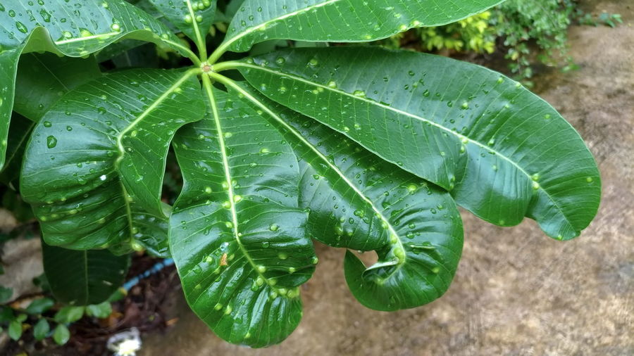 Green leaves are infected by insects.