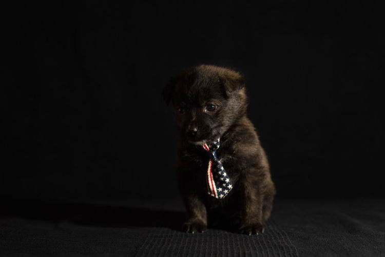 Close-up of puppy sitting against black background