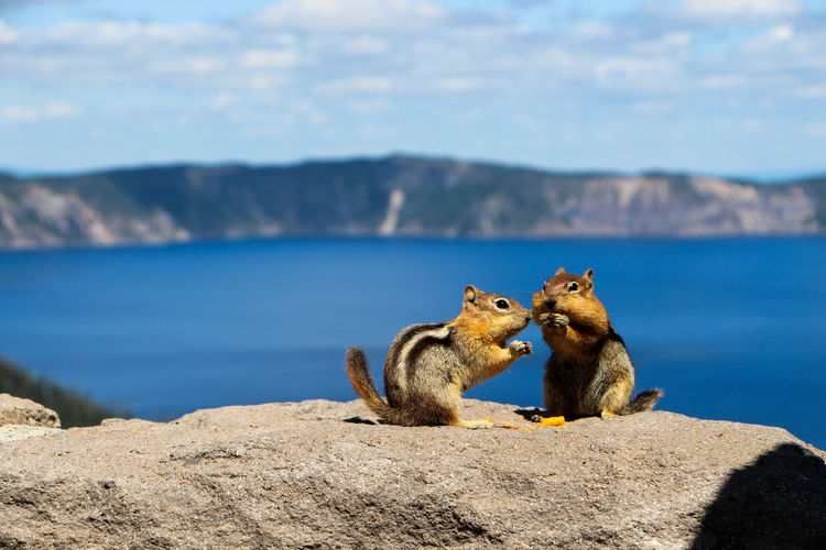 Close-up of squirrel on rock against lake