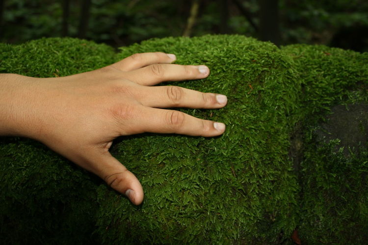 Cropped hand of man on moss covered rock