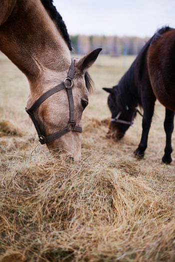 Two horses eating dry grass fodder