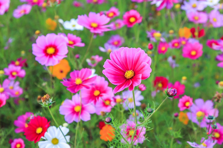 Close-up of pink flowering plants on field