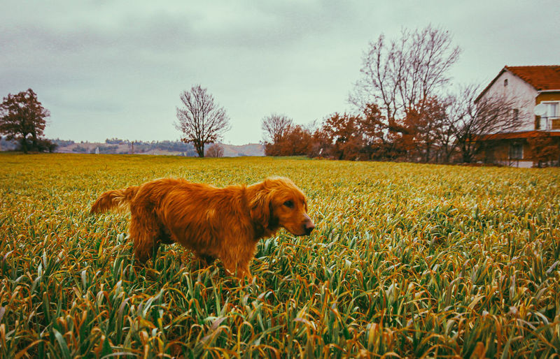 View of a dog on field