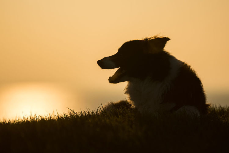 Silhouette dog sitting on field against sky during sunset