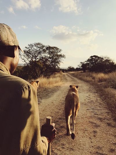 Man with lioness on land against sky