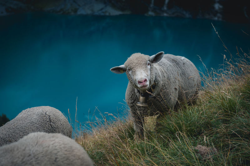 High angle portrait of sheep on hill against lake