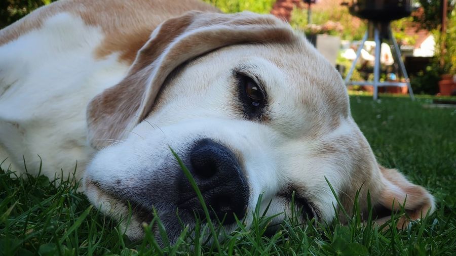 Close-up of a dog resting on field