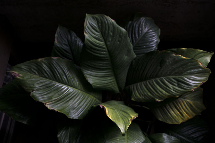 Close-up of leaves in plant