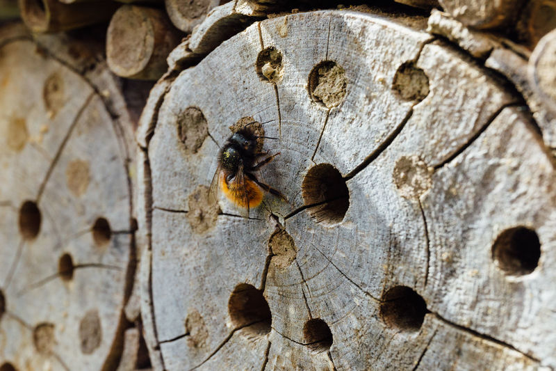 Close-up of an insect on wood