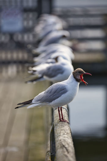 Odd one out, - seagulls sitting on wooden railing 