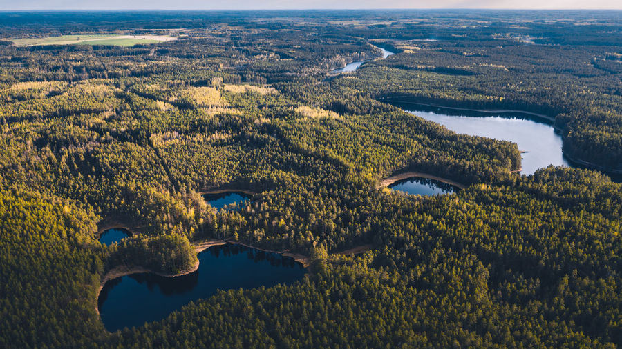 High angle view of trees and buildings