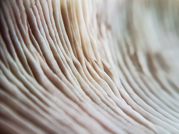 Detail shot of mushroom 