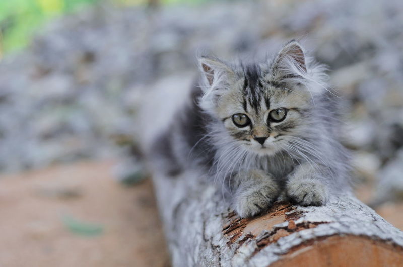 Close-up portrait of kitten by outdoors