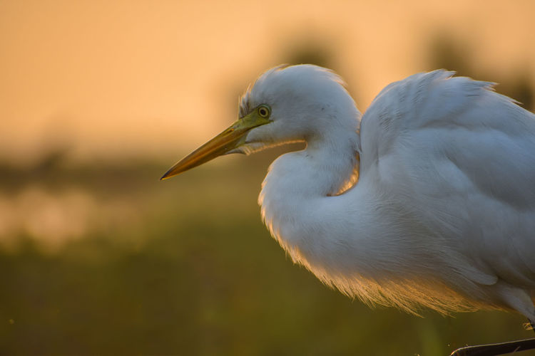 Close-up of bird during sunset