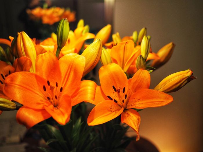 Close-up of orange flowering plant