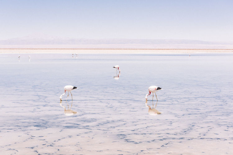 Flamingoes in lake during sunny day