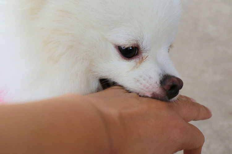 A cute white dog bites in hand while playing with owner. dangerous and may be infected by rabies.
