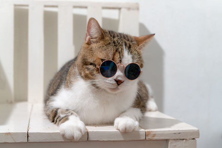 Close-up of cat wearing sunglasses while sitting chair