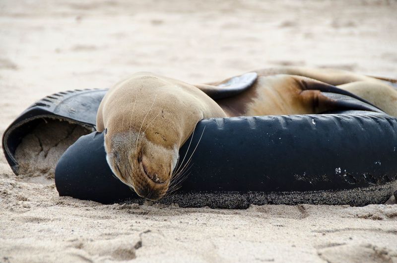 Sea lion sleeping on broken tire at galapagos islands