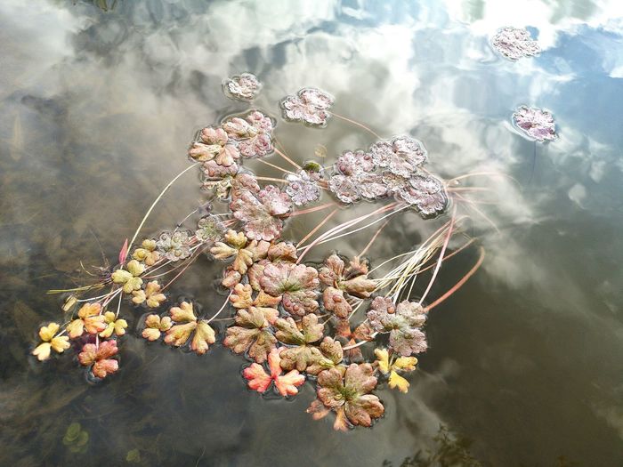 Close-up of flowering plant in water