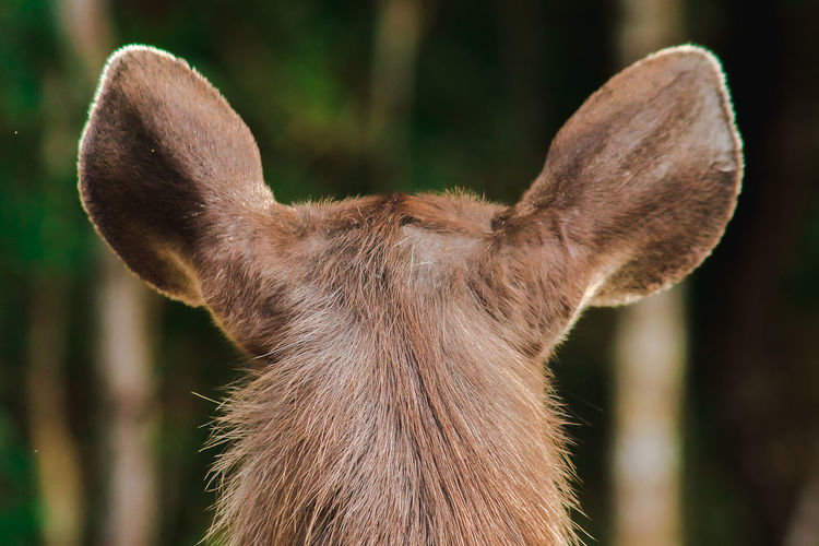 The ears of a fur deer are light brown. deer fur is rough and stiff.