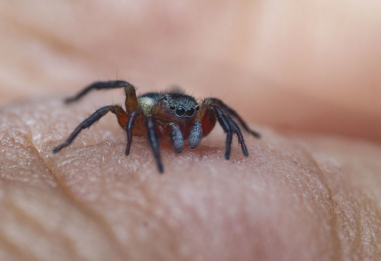 Close-up of insect on human hand