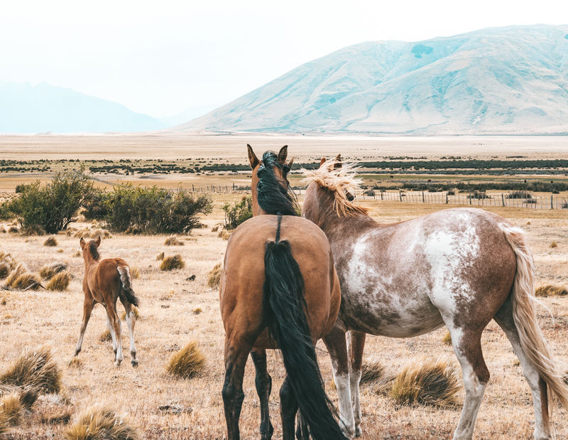 Pack Animal Pictures Curated Photography On Eyeem