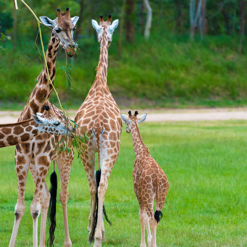 Giraffe family standing in zoo
