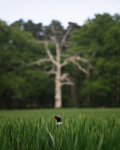 Pheasant hiding in tall grass