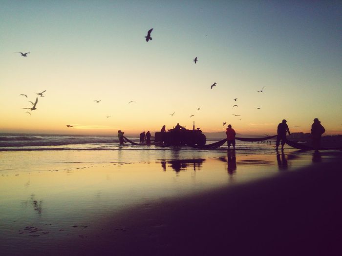 Flock of birds flying over sea