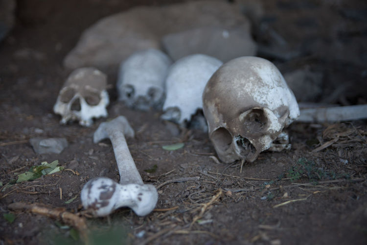 Human skulls and bone on field