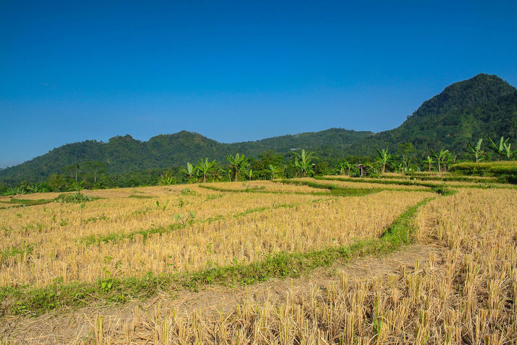View of yellow paddy field farmland with mountain and clear blue sky art landscape
