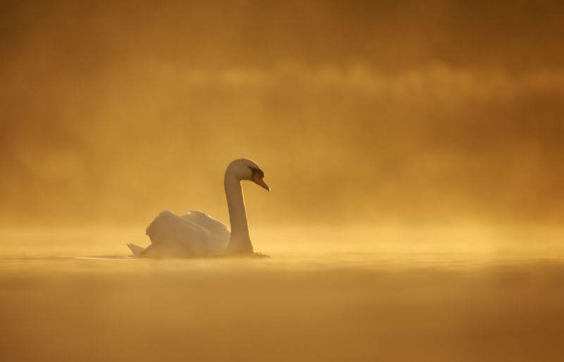 Side view of mute swan swimming in lake during sunset