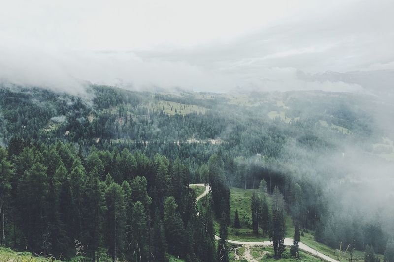 Panoramic view of trees in forest against sky
