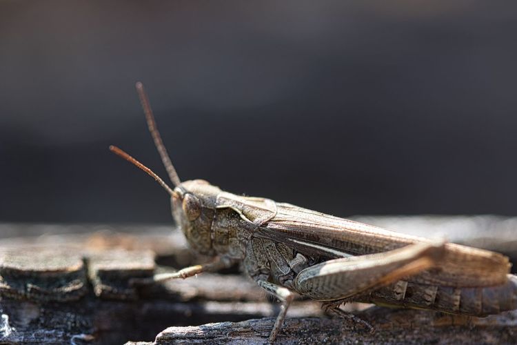 Close-up of insect grasshopper on wood