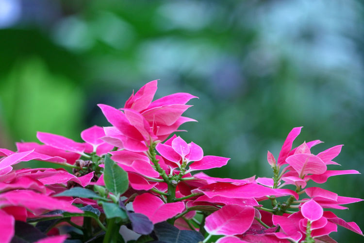 Close-up of pink flowering plant