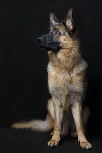 Dog looking away while sitting against black background