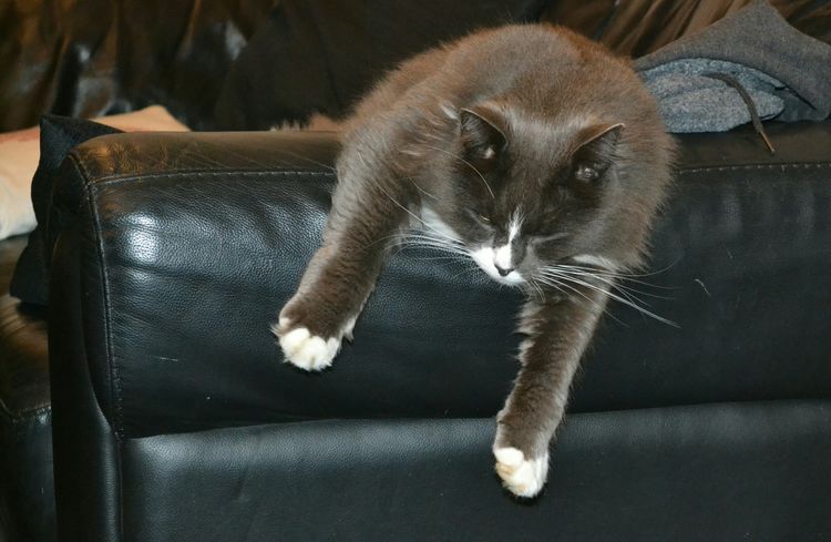 Image result for cat chillin on couch