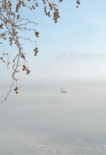 Birds in half frozen lake and town of kastoria in greece as background